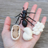 CYKL ŻYCIA MRÓWKI zestaw figurek 4 szt.