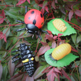 CYKL ŻYCIA BIEDRONKI zestaw figurek 4 szt.