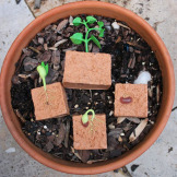 CYKL ROZWOJU FASOLI zestaw figurek 4 szt.