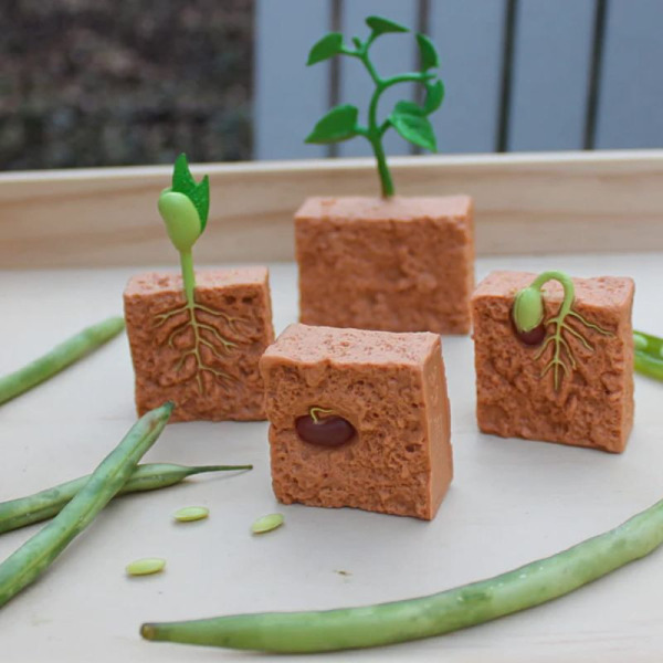 CYKL ROZWOJU FASOLI zestaw figurek 4 szt.