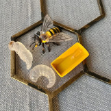 CYKL ŻYCIA PSZCZOŁY zestaw figurek 4 szt.