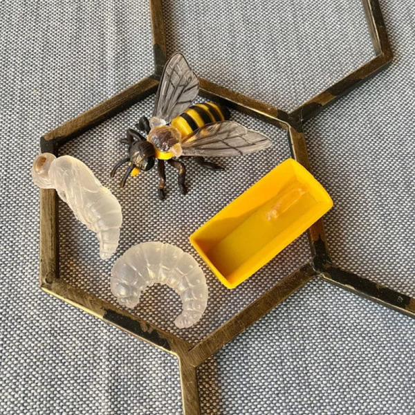 CYKL ŻYCIA PSZCZOŁY zestaw figurek 4 szt.