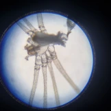 Wylinka pająka widoczna w powiększeniu x50