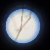 Noga pająka widoczna w powiększeniu x50