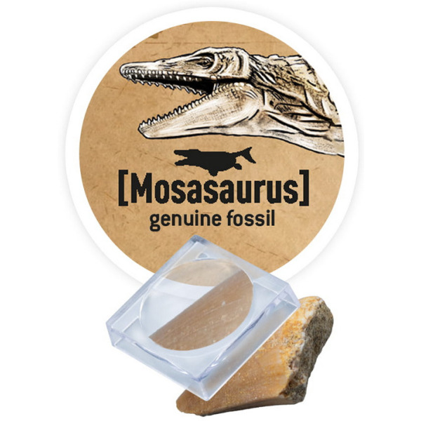 STEGOZAUR szkielet dinozaura do wykopania i złożenia mały paleontolog BUKI 8+