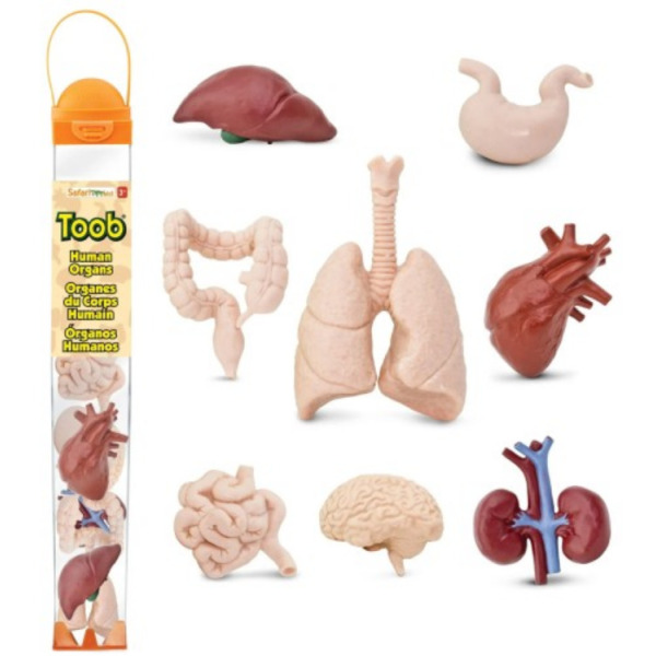 NARZĄDY WEWNĘTRZNE CZŁOWIEKA zestaw 8 figurek w tubie Safari Ltd. 3+