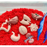 NARZĄDY WEWNĘTRZNE CZŁOWIEKA zestaw 8 figurek w tubie Safari Ltd. 3+