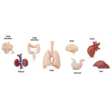 NARZĄDY WEWNĘTRZNE CZŁOWIEKA zestaw 8 figurek w tubie Safari Ltd. 3+