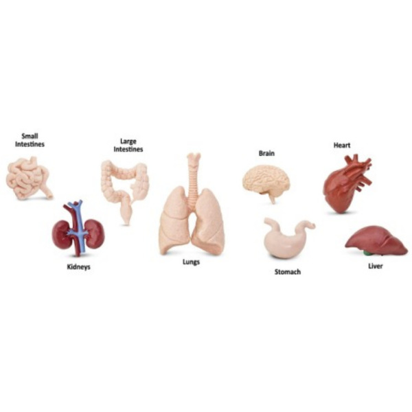 NARZĄDY WEWNĘTRZNE CZŁOWIEKA zestaw 8 figurek w tubie Safari Ltd. 3+
