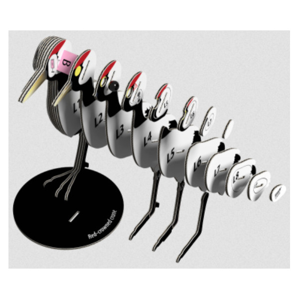 ŻURAW układanka przestrzenna ptak 3D Eugy 6+