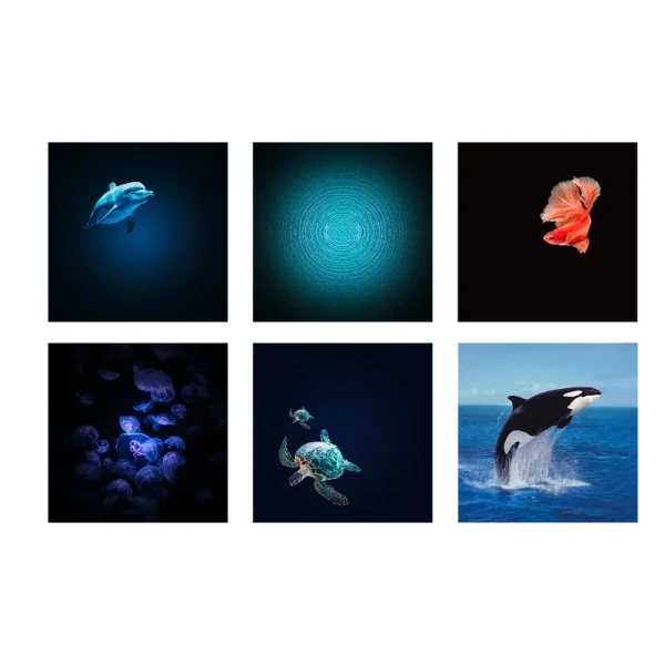 KIDYSTAR ocean projektor dla dzieci, który zamienia pokój w magiczną przestrzeń Kidywolf 3+