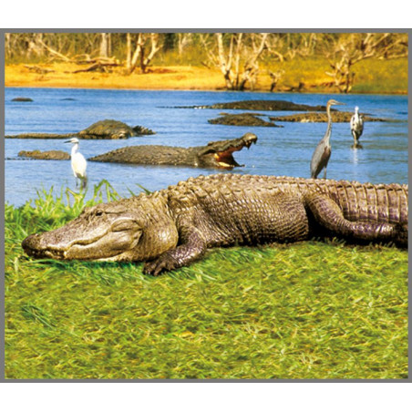 DZIKIE ZWIERZĘTA projektor ze slajdami