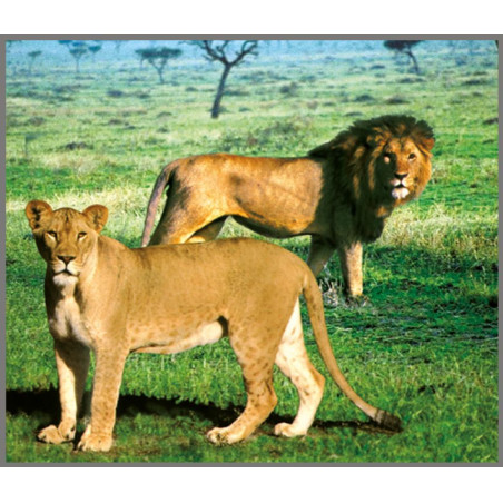 DZIKIE ZWIERZĘTA projektor ze slajdami