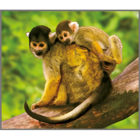 DZIKIE ZWIERZĘTA projektor ze slajdami