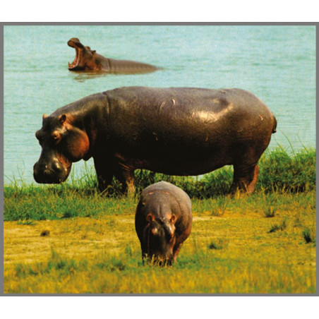 DZIKIE ZWIERZĘTA projektor ze slajdami