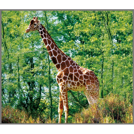 DZIKIE ZWIERZĘTA projektor ze slajdami