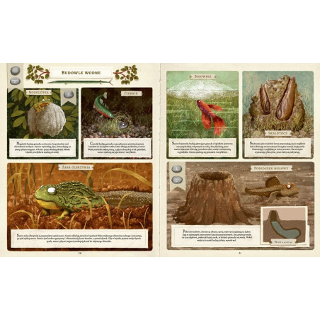 CO BUDUJĄ ZWIERZĘTA? książka Emilia Dziubak