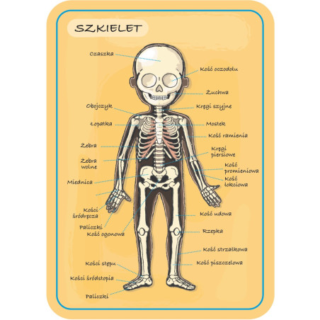 Ciało człowieka: układanka magnetyczna Janod | sklep Edukatorek