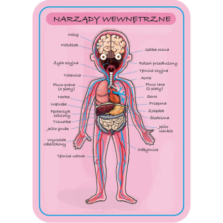 Ciało człowieka: układanka magnetyczna Janod | sklep Edukatorek