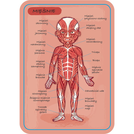 Ciało człowieka: układanka magnetyczna Janod | sklep Edukatorek